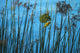 Masked Weaver Hanging Wall Decal