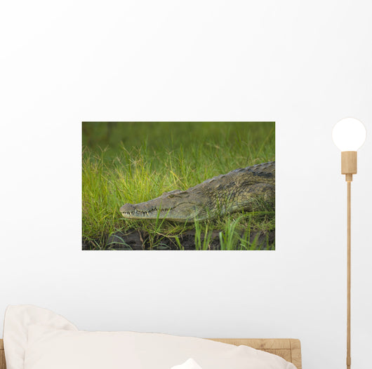 Crocodile Banks Shire River Wall Decal