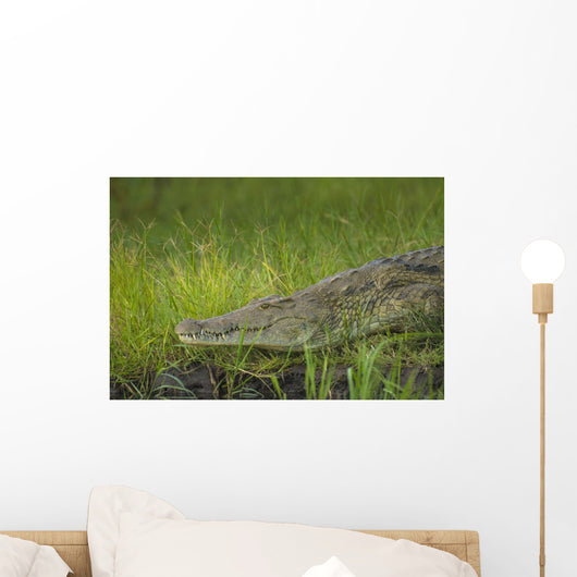 Crocodile Banks Shire River Wall Decal