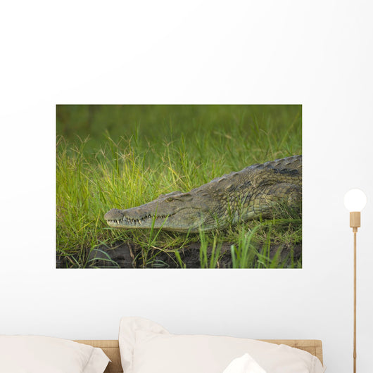 Crocodile Banks Shire River Wall Decal