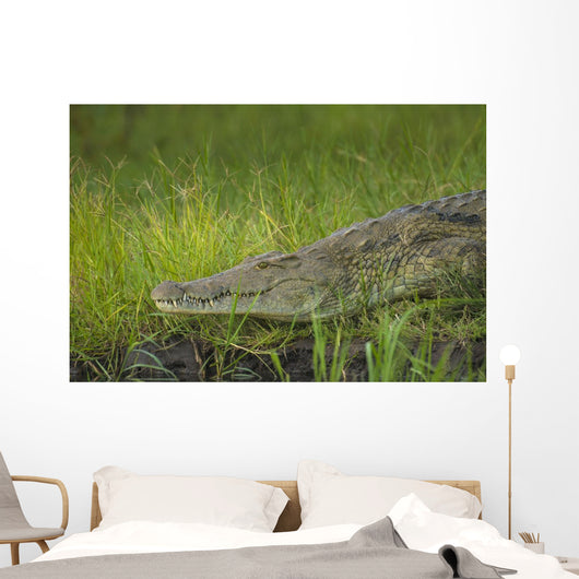 Crocodile Banks Shire River Wall Decal