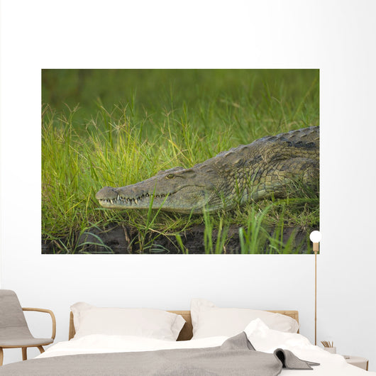 Crocodile Banks Shire River Wall Decal