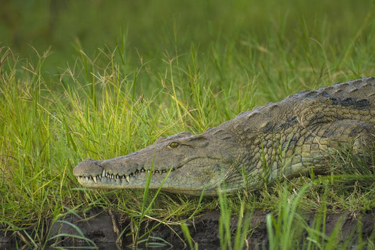 Crocodile Banks Shire River Wall Decal