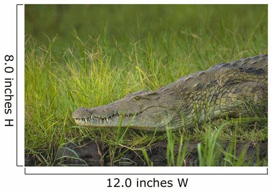 Crocodile Banks Shire River Wall Decal