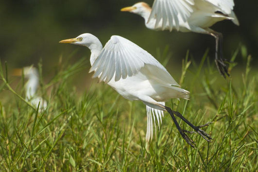 Egrets Taking Flight Liwonde Wall Decal
