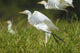 Egrets Taking Flight Liwonde Wall Decal