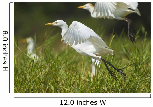 Egrets Taking Flight Liwonde Wall Decal