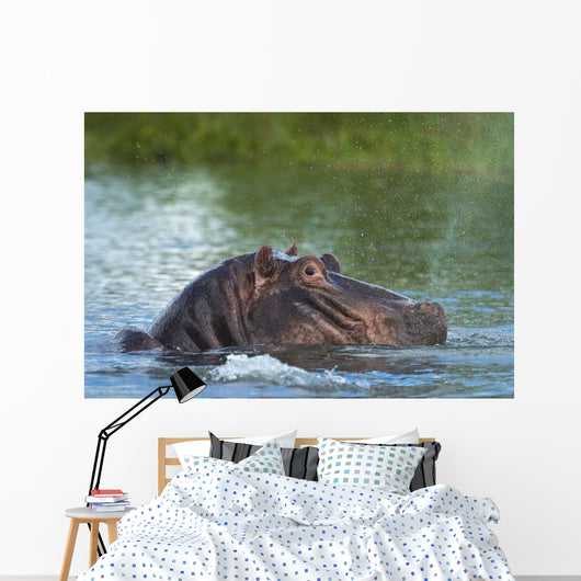 Hippo Snorting Spray Water Wall Decal
