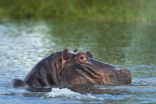 Hippo Snorting Spray Water Wall Decal
