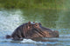 Hippo Snorting Spray Water Wall Decal