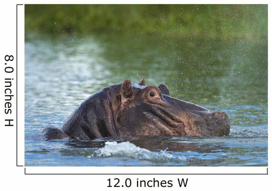 Hippo Snorting Spray Water Wall Decal