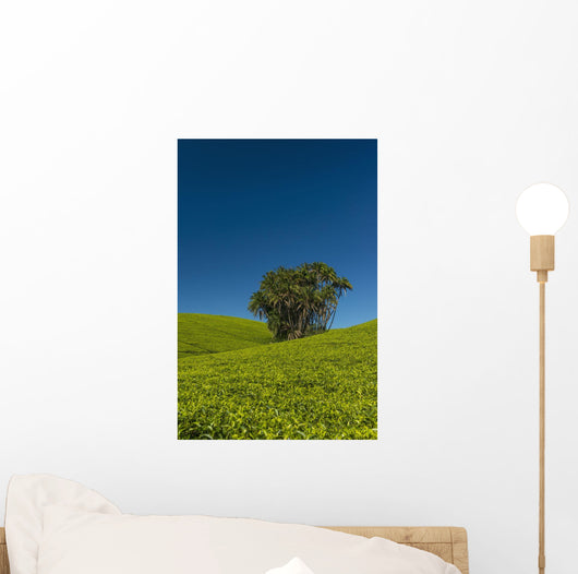 Collection Palm Trees amongst Wall Decal Design 2
