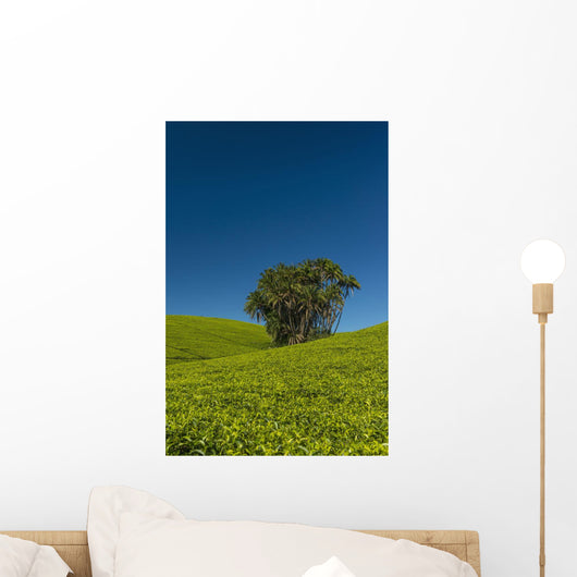 Collection Palm Trees amongst Wall Decal Design 2