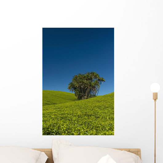 Collection Palm Trees amongst Wall Decal Design 2