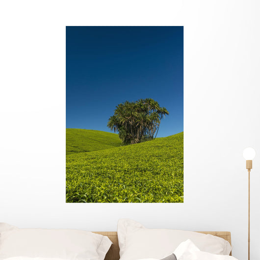 Collection Palm Trees amongst Wall Decal Design 2