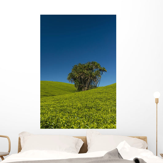 Collection Palm Trees amongst Wall Decal Design 2
