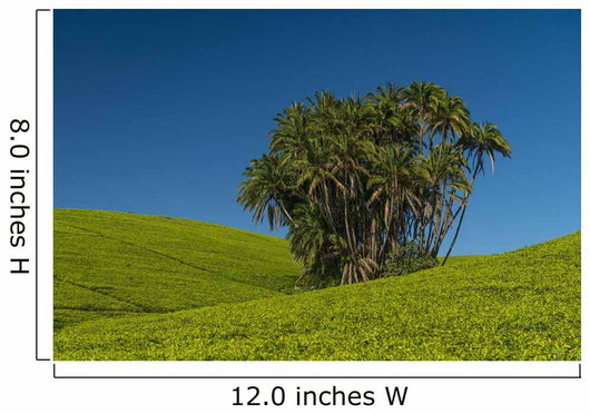 Collection Palm Trees amongst Wall Decal Design 1