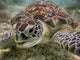 Green sea turtle Wall Mural