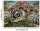 Green sea turtle Wall Mural