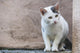 White Cat Stands Ledge Wall Decal
