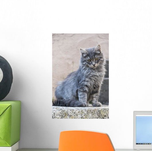 Portrait Grey Cat Stands Wall Decal
