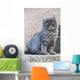 Portrait Grey Cat Stands Wall Decal