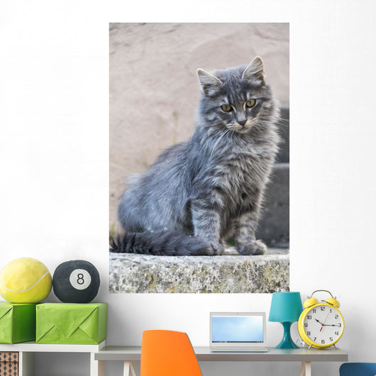 Portrait Grey Cat Stands Wall Decal
