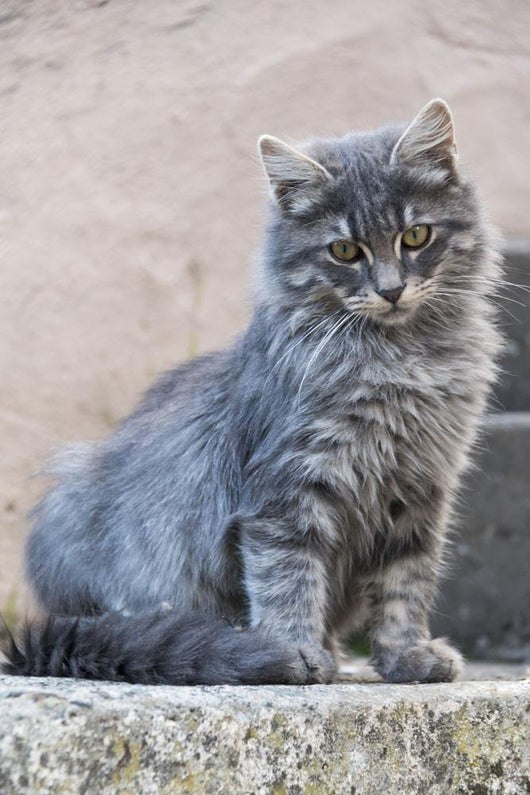 Portrait Grey Cat Stands Wall Decal