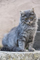 Portrait Grey Cat Stands Wall Decal