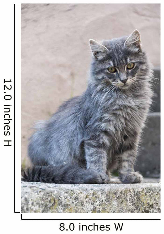 Portrait Grey Cat Stands Wall Decal