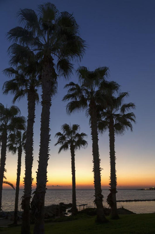 Silhouette Palm Trees Wall Decal