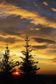Silhouette of two evergreen trees, sunrise Wall Mural