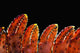 Up Lobster Claws against Wall Decal