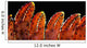 Up Lobster Claws against Wall Decal