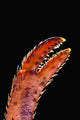 Up Lobster Claw against Wall Decal