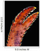 Up Lobster Claw against Wall Decal
