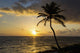 Silhouette Coconut Tree Wall Decal Design 1