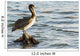 Pelican Perched Rock Water Wall Decal