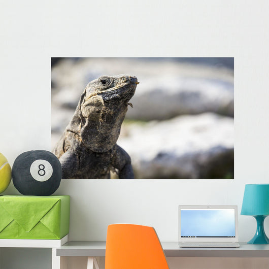 Up Lizard Wall Decal