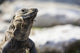 Up Lizard Wall Decal