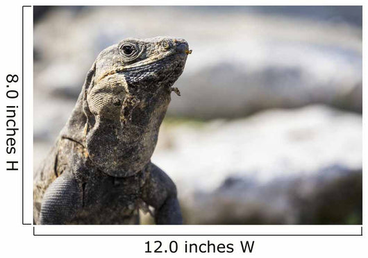 Up Lizard Wall Decal