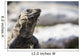 Up Lizard Wall Decal