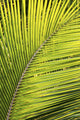 Up Palm Tree Branch Wall Decal