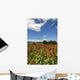 Planting Sorghum Sorghum Wall Mural