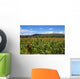 Campo Sorgo Sorghum Wall Mural