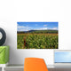 Campo Sorgo Sorghum Wall Mural