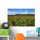 Campo Sorgo Sorghum Wall Mural