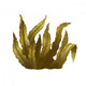 Sea Kelp, Isolated Illustration Wall Decal