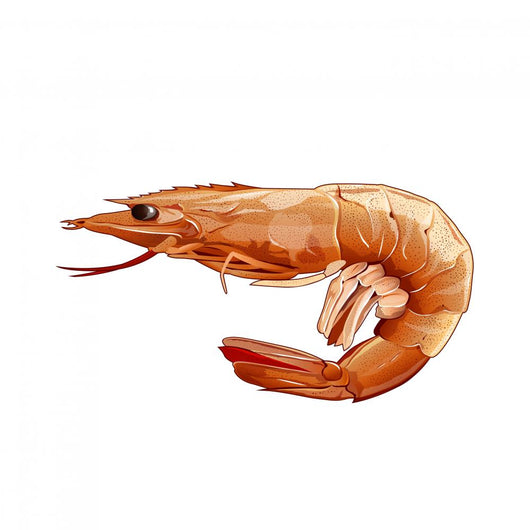 Pink Shrimp Illustration Wall Mural