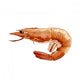 Pink Shrimp Illustration Wall Mural